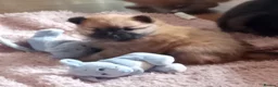 Pomeranian dogs for sale: Pomeranian puppys in Skegness - Advert 4