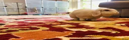 Mini Lop rabbits for sale: Beautiful house rabbit doe - albino mini lop  in Leominster - Advert 6