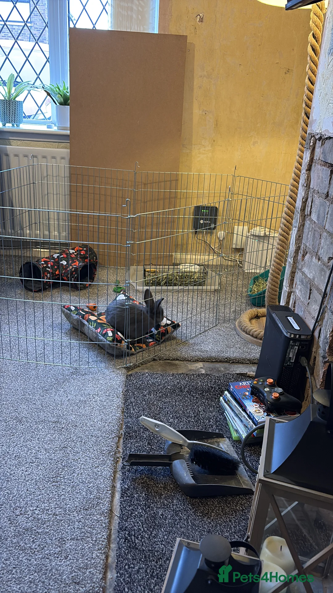 Mixed Breed rabbits for sale: Grey mixed mini lop with full set up - Advert 3