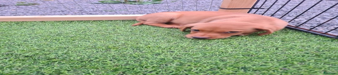 Labrador Retriever Puppy 3