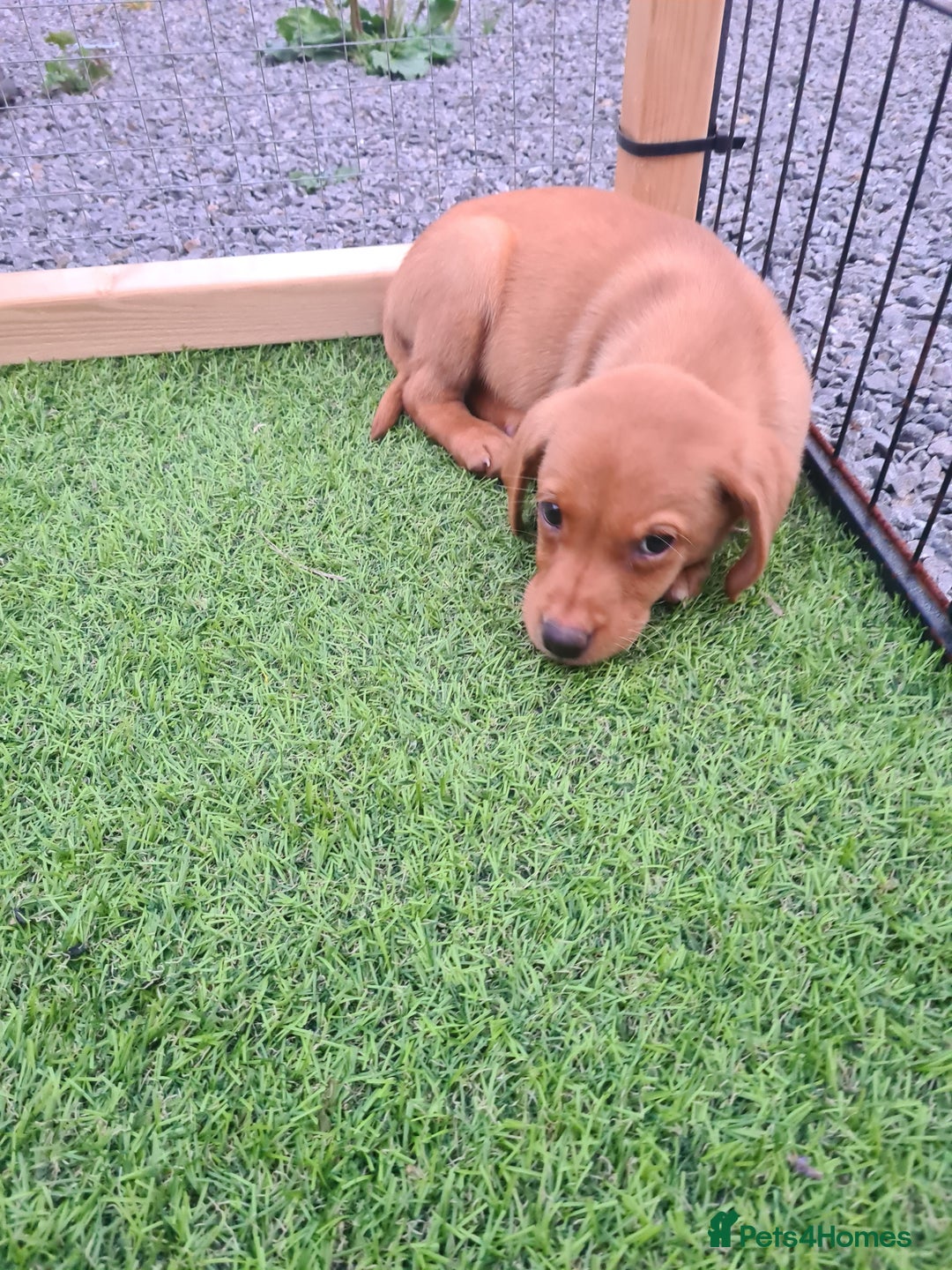 Labrador Retriever dogs for sale: KC Registered labradores ready to leave  - Image 28