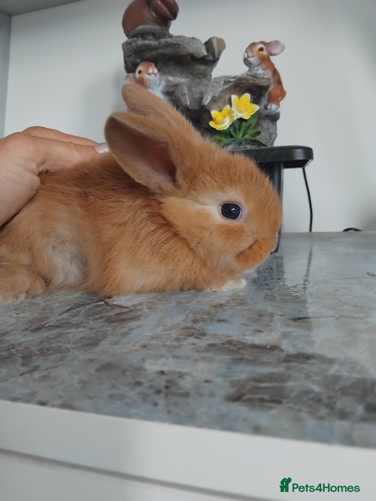 Mini Lop rabbits Baby lops - Advert 21
