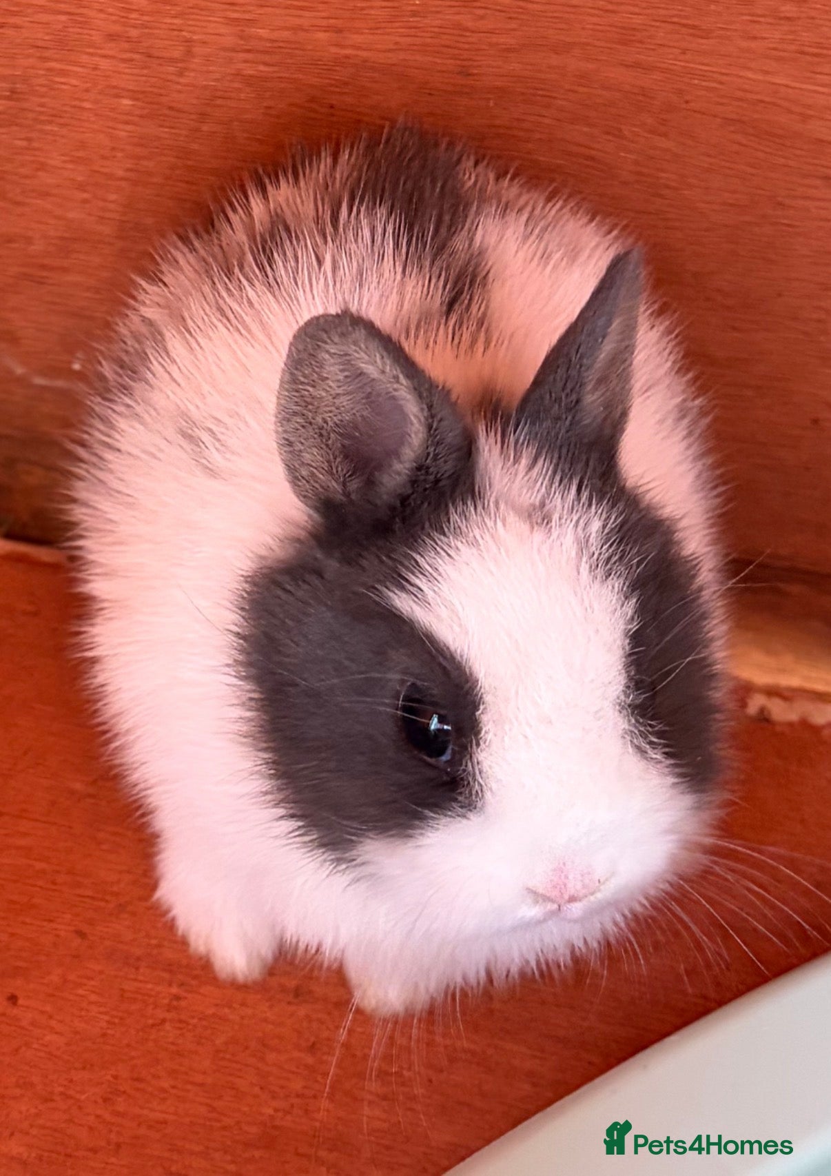 Netherland Dwarf rabbits 5 Netherland Dwarf Bunnies for sale at 8-10 weeks  - Advert 5