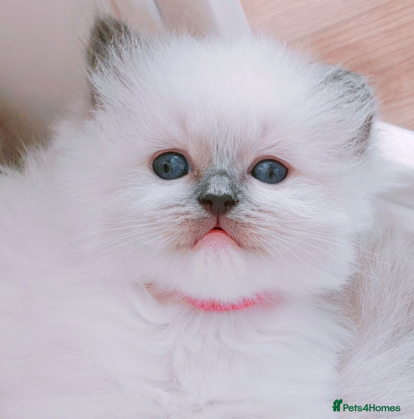 Ragdoll cats Raised with Love, looking for forever homes 🏠❤️ - Advert 4