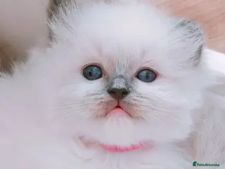 Ragdoll cats Raised with Love, looking for forever homes 🏠❤️ - Advert 4