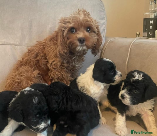 Cavapoo dogs - Advert 3