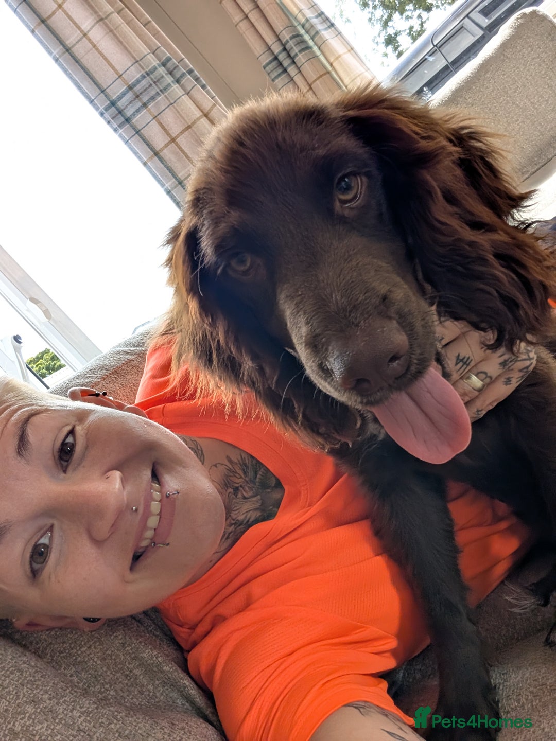 Sprocker dogs for sale: Male sprocker for sale £400 - Advert 1