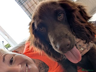 Sprocker dogs Male sprocker for sale £400 - Advert 1