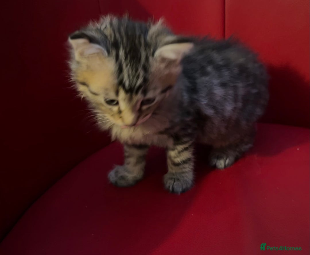 Mixed Breed cats for sale: Three Gorgeous Girls For sale. - Advert 14