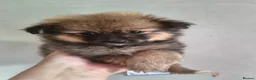 Pomeranian dogs for sale: Teddy Bear Pomeranians Eye Catching 🧸🧸🧸 - Advert 4