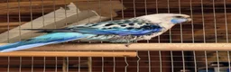 Parakeets birds for sale: Parakeets  - Advert 2