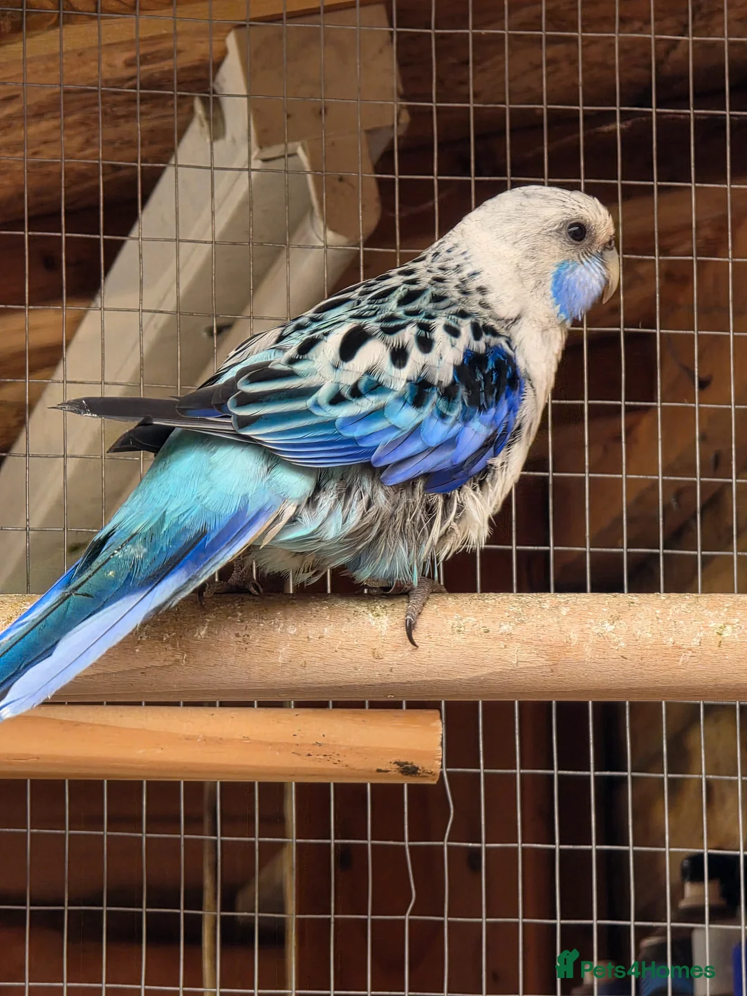 Parakeets birds for sale: Parakeets  - Advert 2