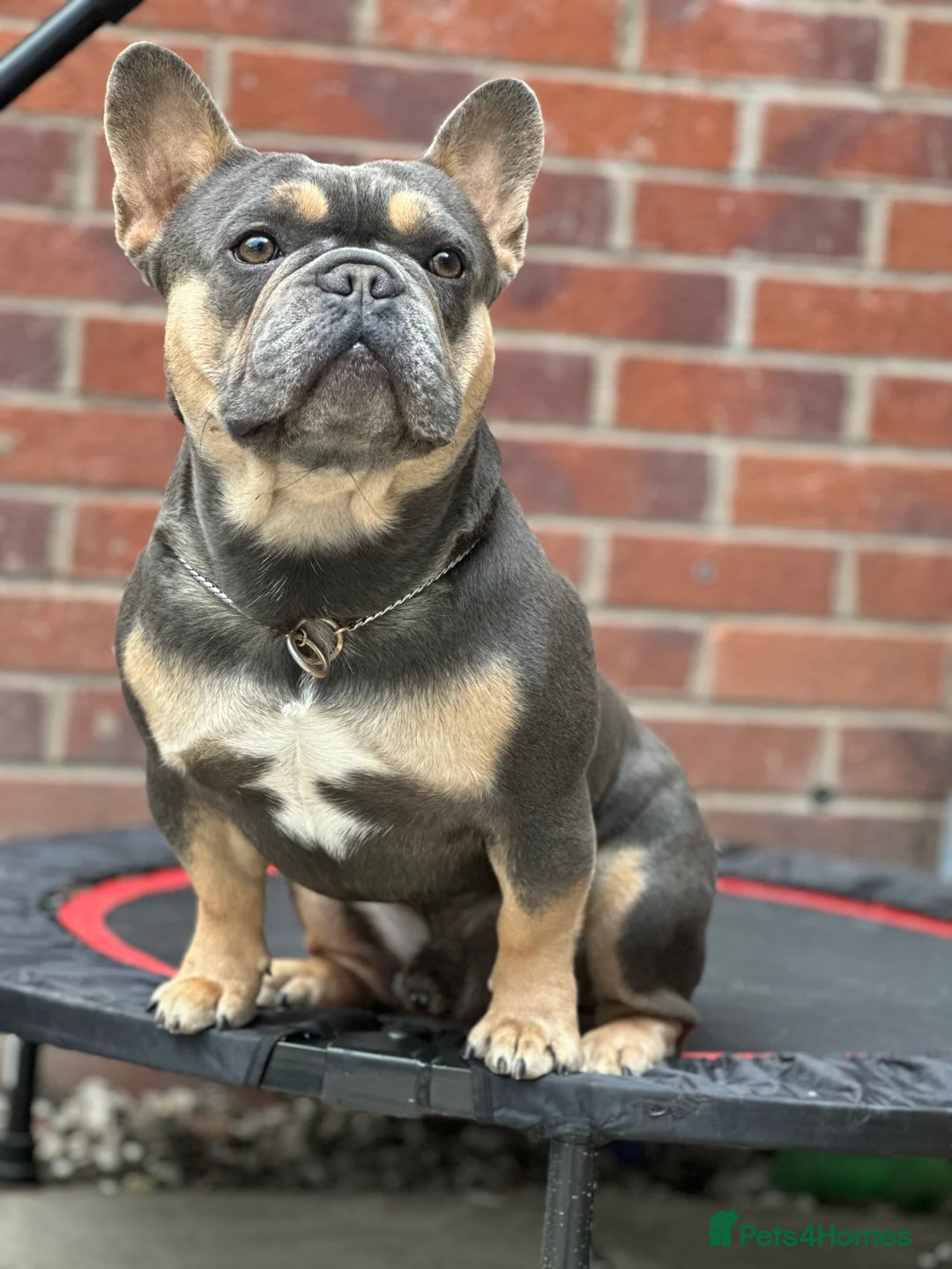 French Bulldog dogs for stud: Hector Starfex in Leigh - Advert 34