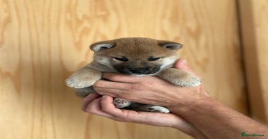 Japanese Shiba Inu dogs - Advert 6