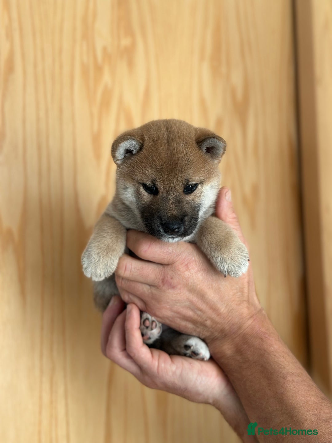 Japanese Shiba Inu dogs for sale: Gorgeous, KC-Registered Shiba Inu Puppies - Image 3