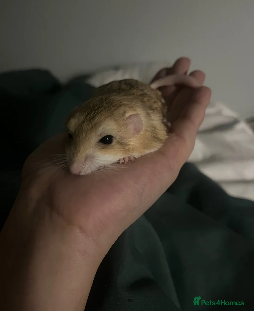 Gerbil rodents for sale: Fat tail gerbil / Duprasi - Advert 1