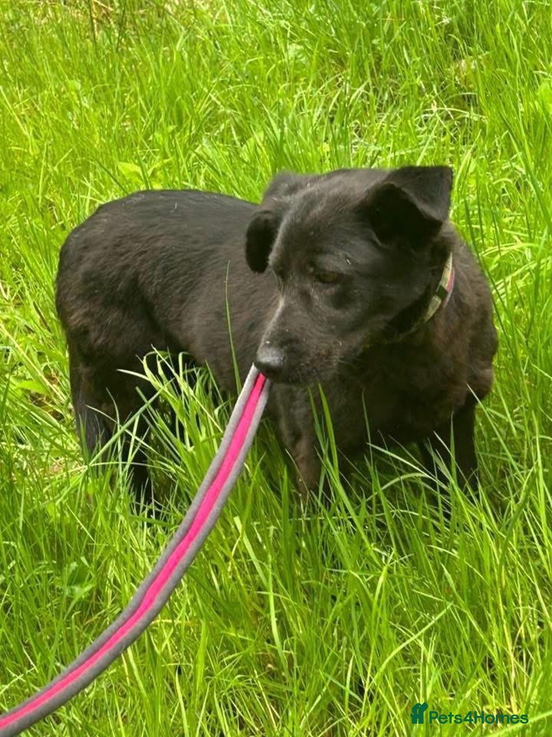 Mixed Breed dogs for adoption: Blossy - Norwich Norfolk  - Image 12
