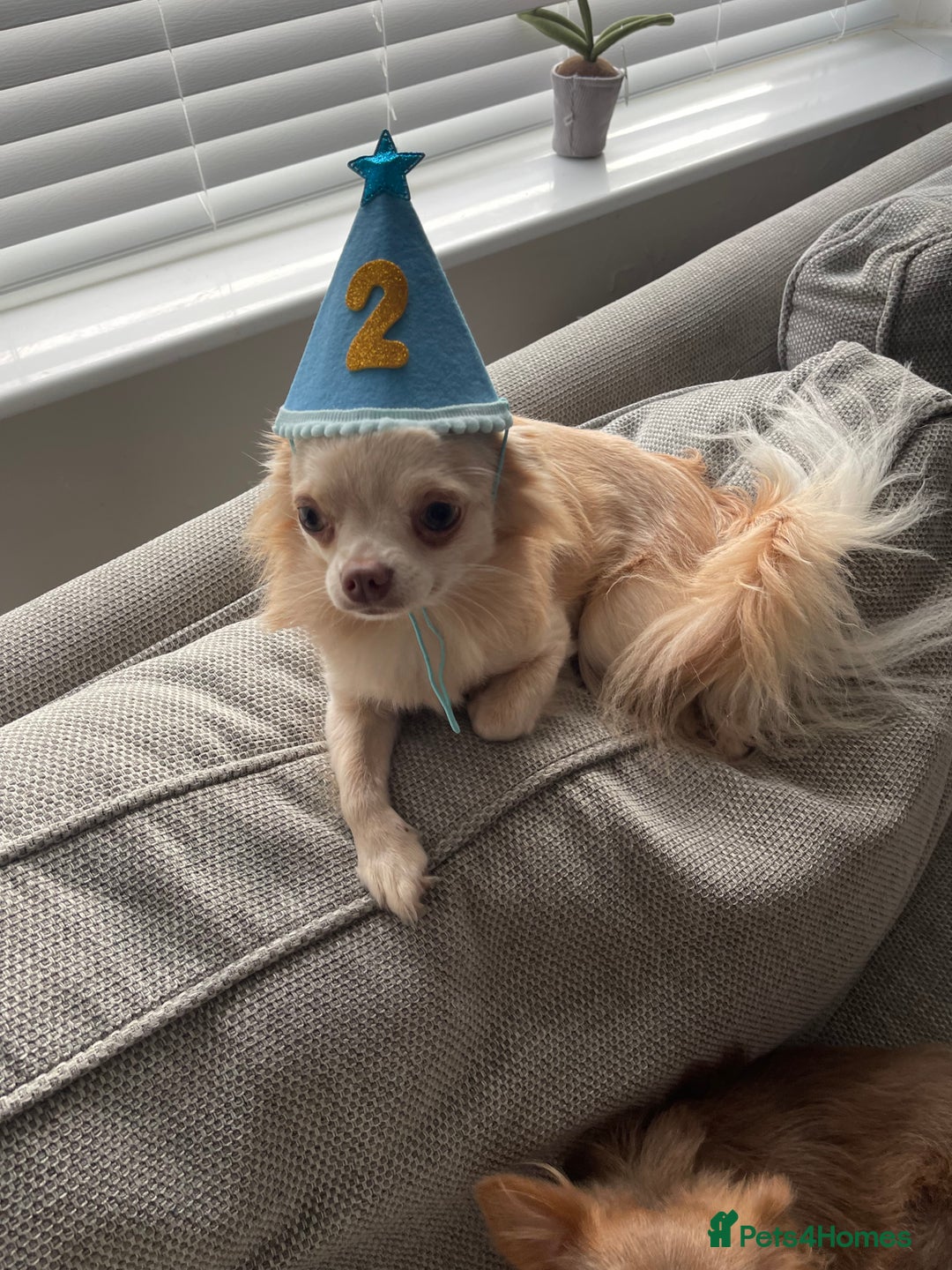 Chihuahua dogs for stud: Proven stud Dog - Advert 3