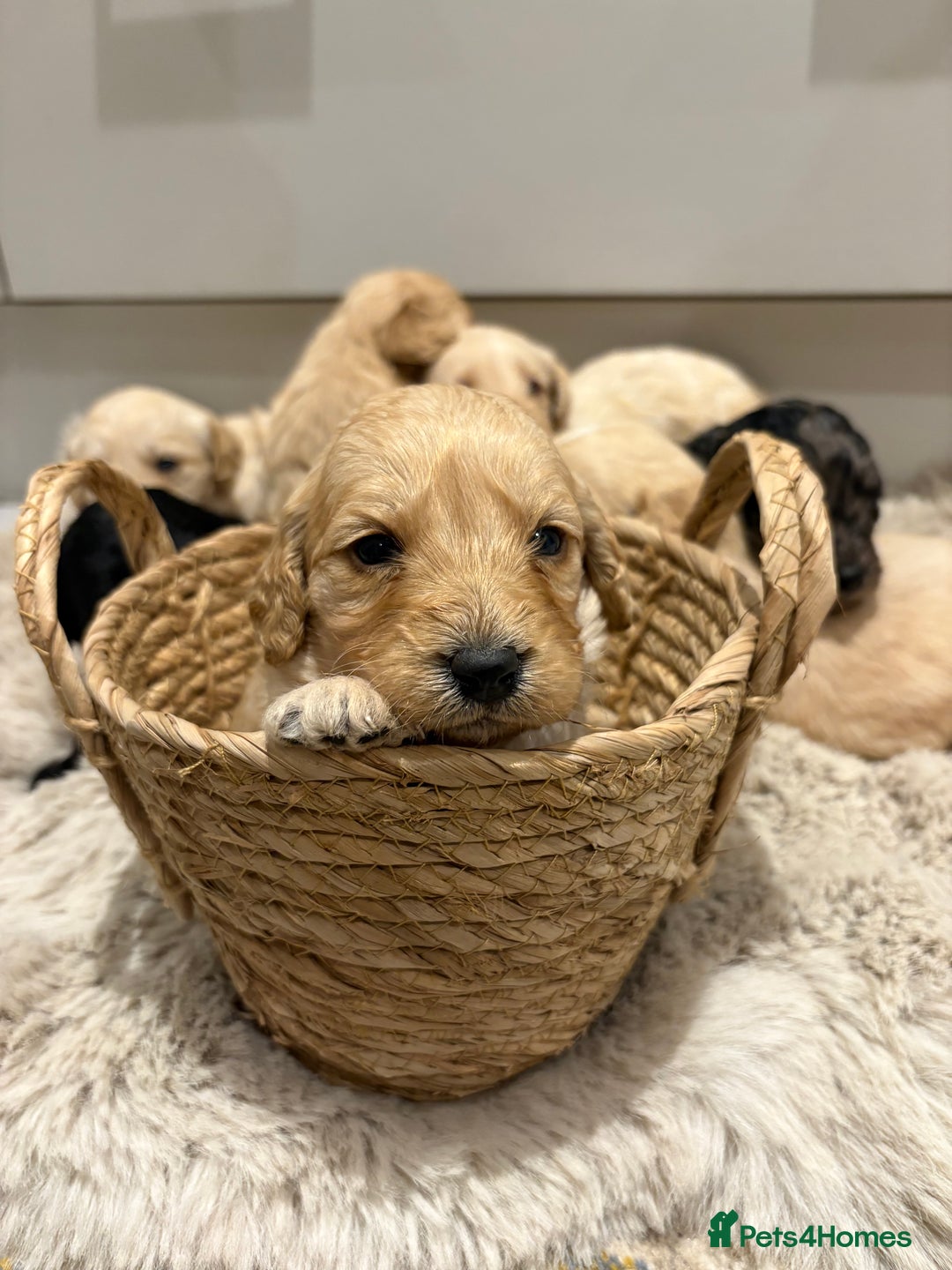 Labradoodle dogs for sale: Miniature Labradoodle Pups - Image 1