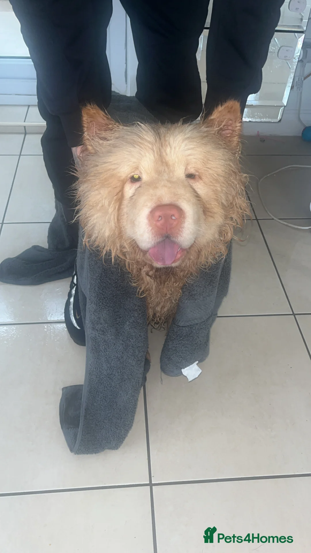 Chow Chow dogs for sale: Beautiful 10 month old chow chow in Wickford - Advert 1