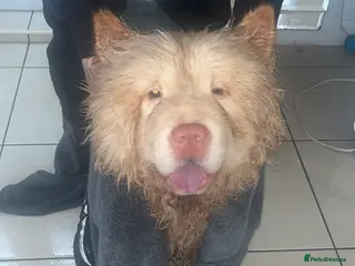 Chow Chow dogs Beautiful 10 month old chow chow in Wickford - Advert 1