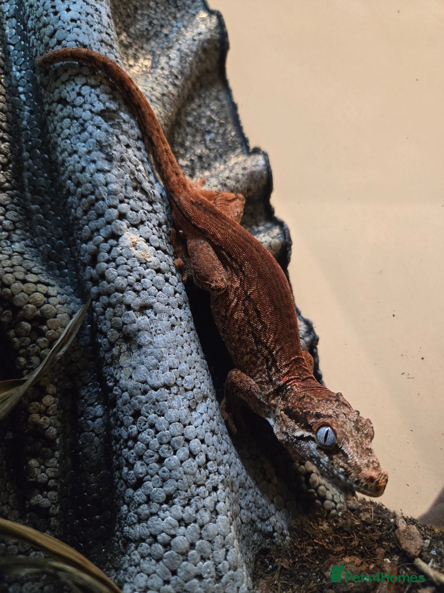 Gecko reptiles Adult Red Stripe Gargoyle Gecko - Advert 6