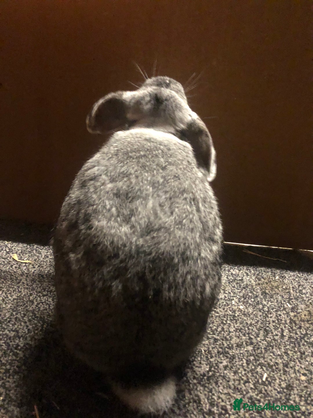 Mixed Breed rabbits for sale: Two 1 Year Old Bunnies Needing To Be Re-Homed - Image 4