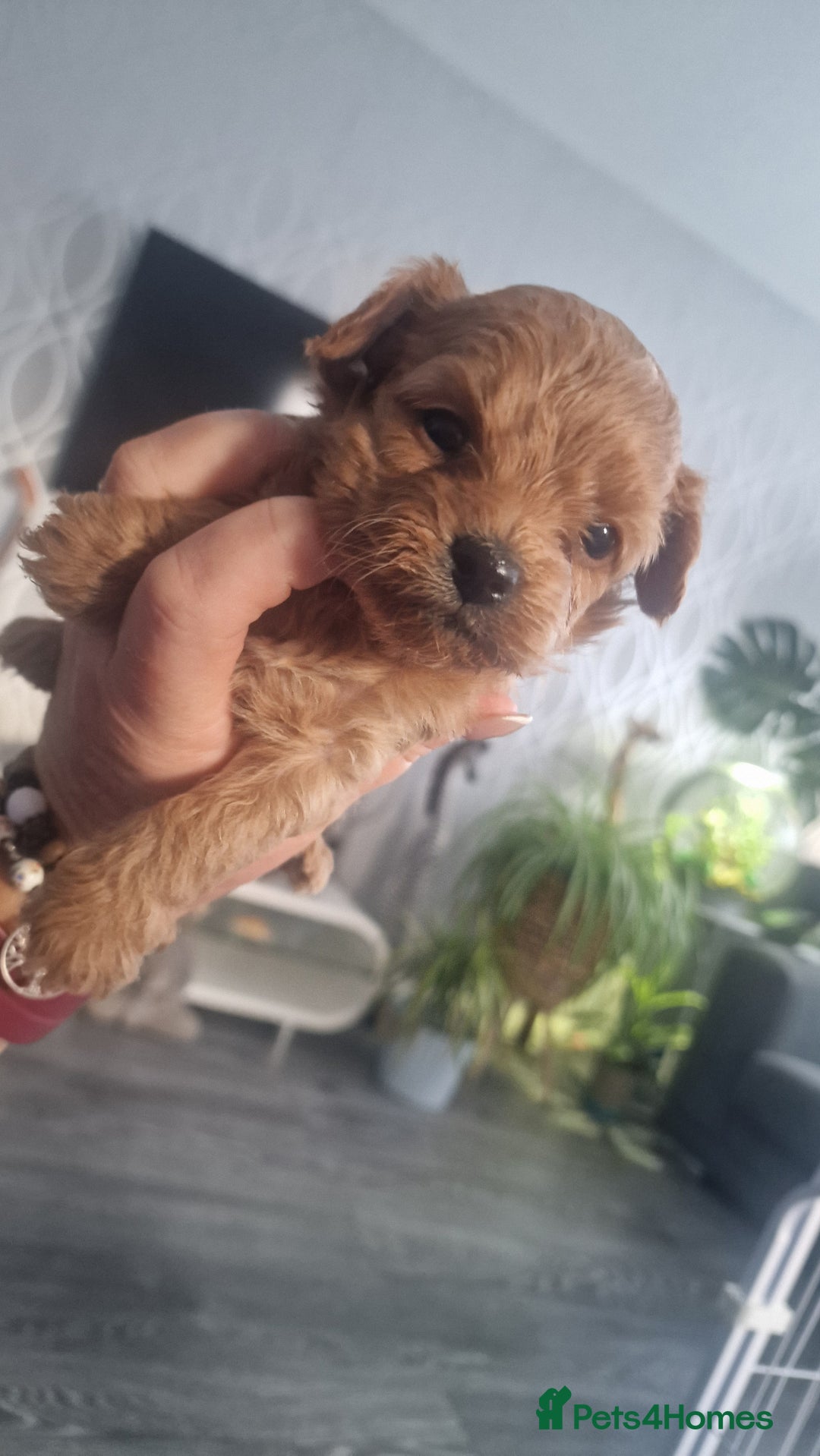 Chipoo dogs for sale: Asian chipoo  - Advert 6