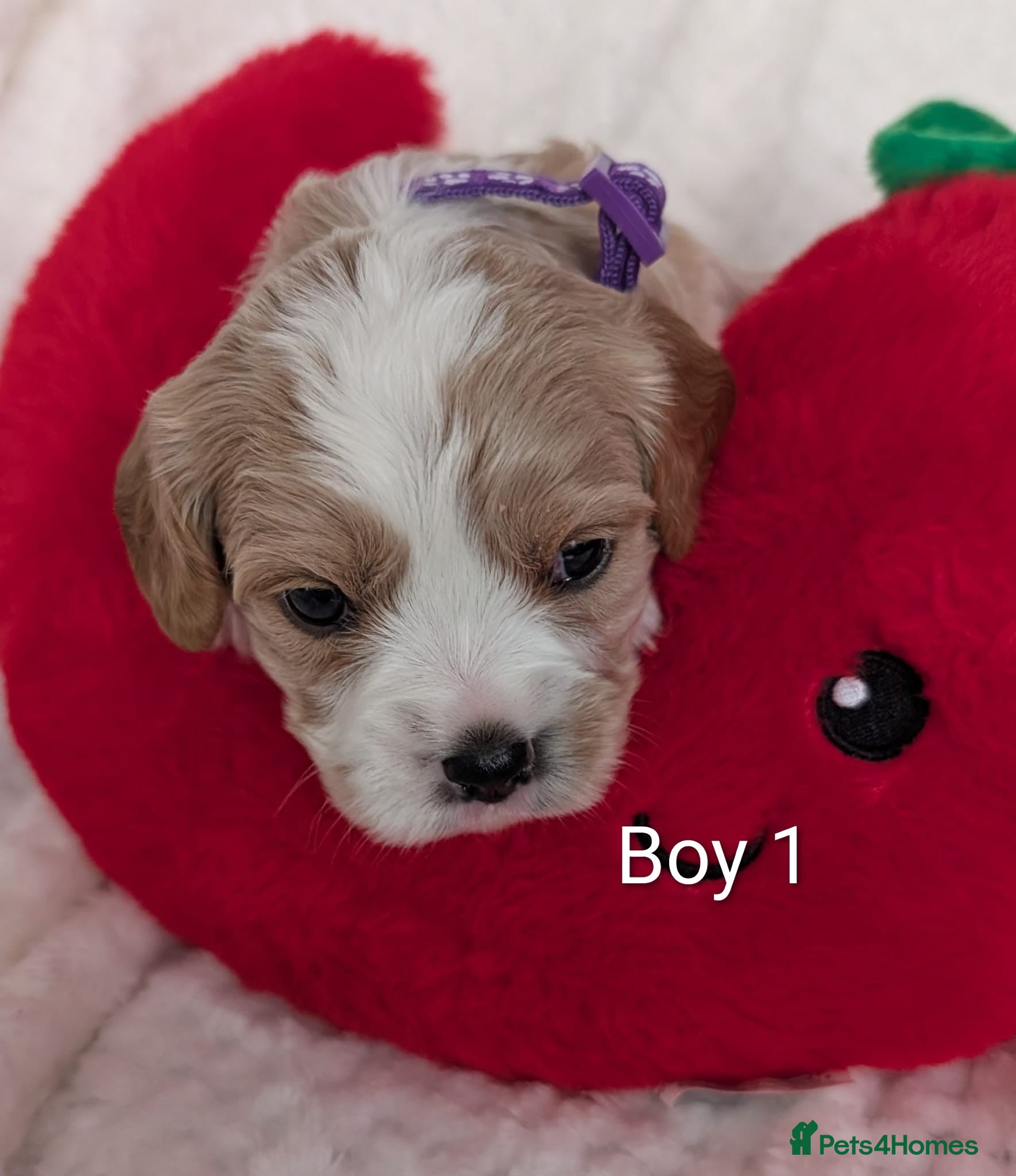Cavalier King Charles Spaniel dogs for sale: Cavalier King Charles Stunning Puppies! in Aldershot - Advert 20
