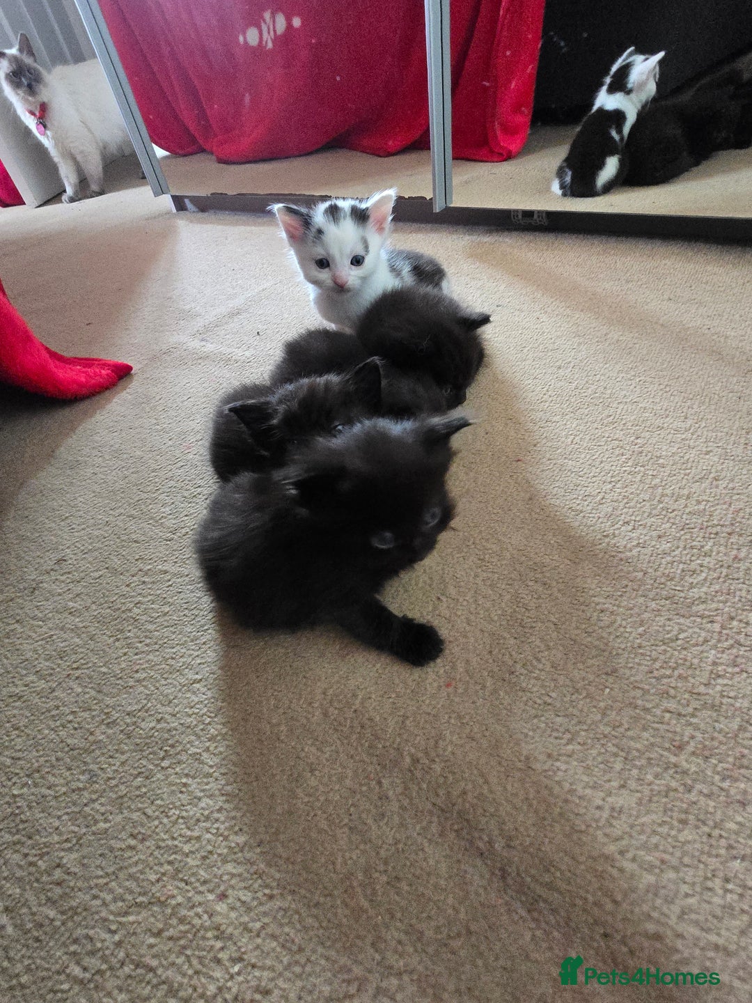 Mixed Breed cats for sale: Ragdoll X Kittens - Image 11