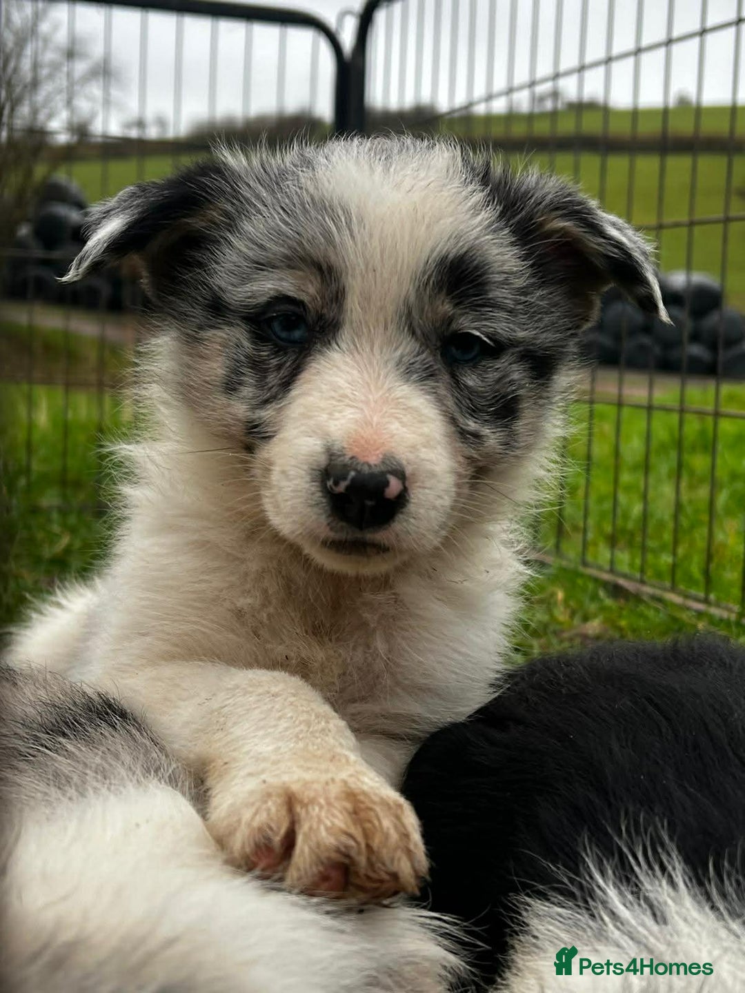 Border Collie dogs for sale: 5 Beautiful Blue Merle Border Collie Puppies - Advert 31