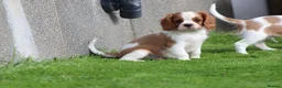 Cavalier King Charles Spaniel dogs for sale: Beautiful Cavalier King Charles Spaniel puppies - Advert 27