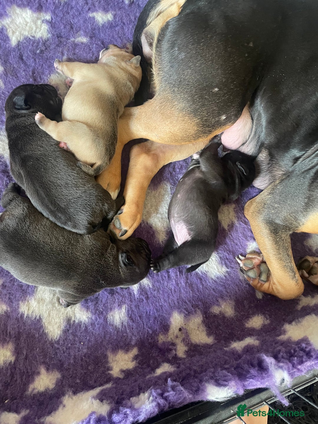 Olde English Bulldogge dogs for sale: 4 beautiful pups  - Advert 1