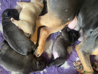 Olde English Bulldogge dogs 4 beautiful pups - Advert 2