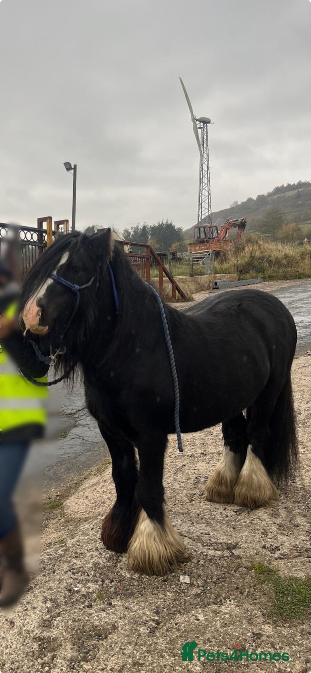 Other Breed horses for sale: Mini cob stallion - Advert 2