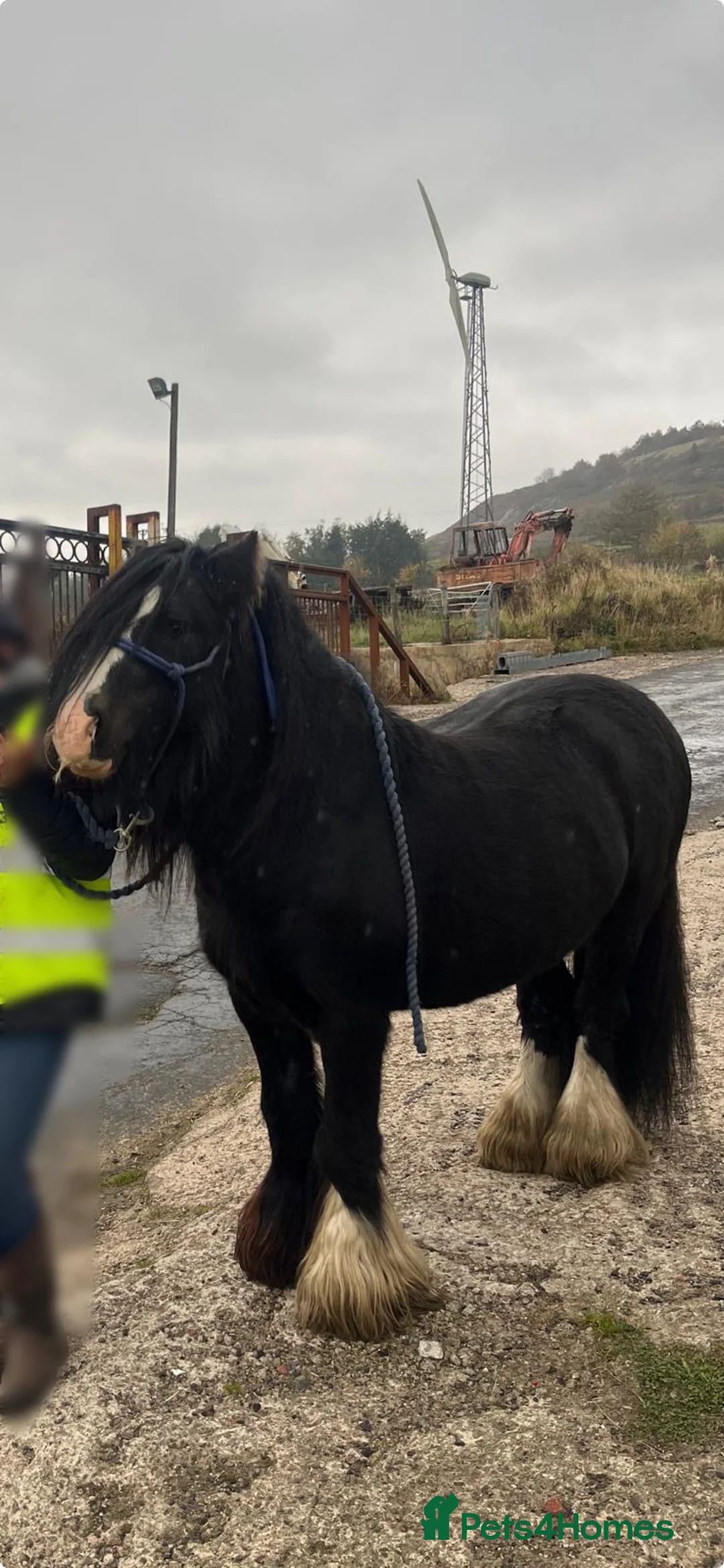 Other Breed horses for sale: Mini cob stallion - Advert 2