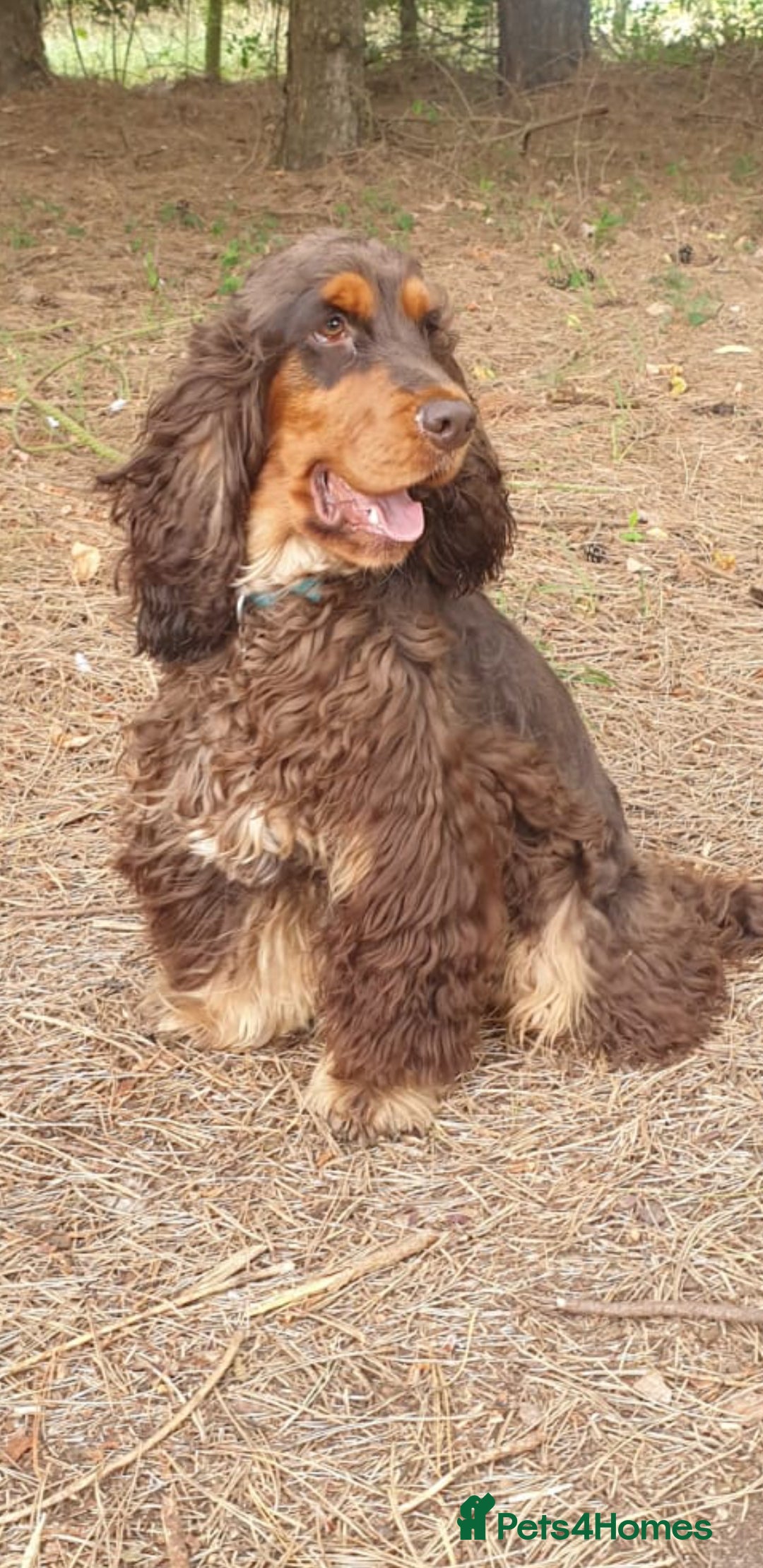 Cocker Spaniel dogs for stud: SHOW COCKER SPANIEL 🐕 health tested stud  in Brentwood - Advert 15