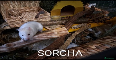 Hamster rodents - Advert 4