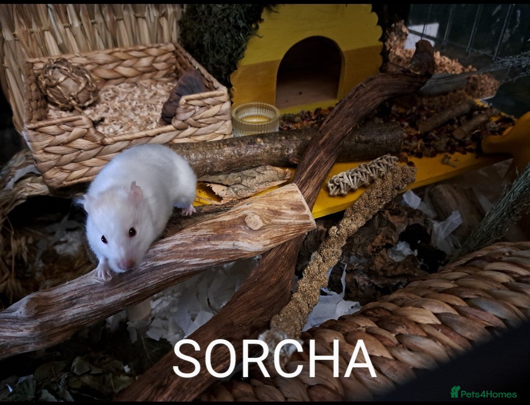 Hamster rodents for sale: Hamster for adoption  - Image 3