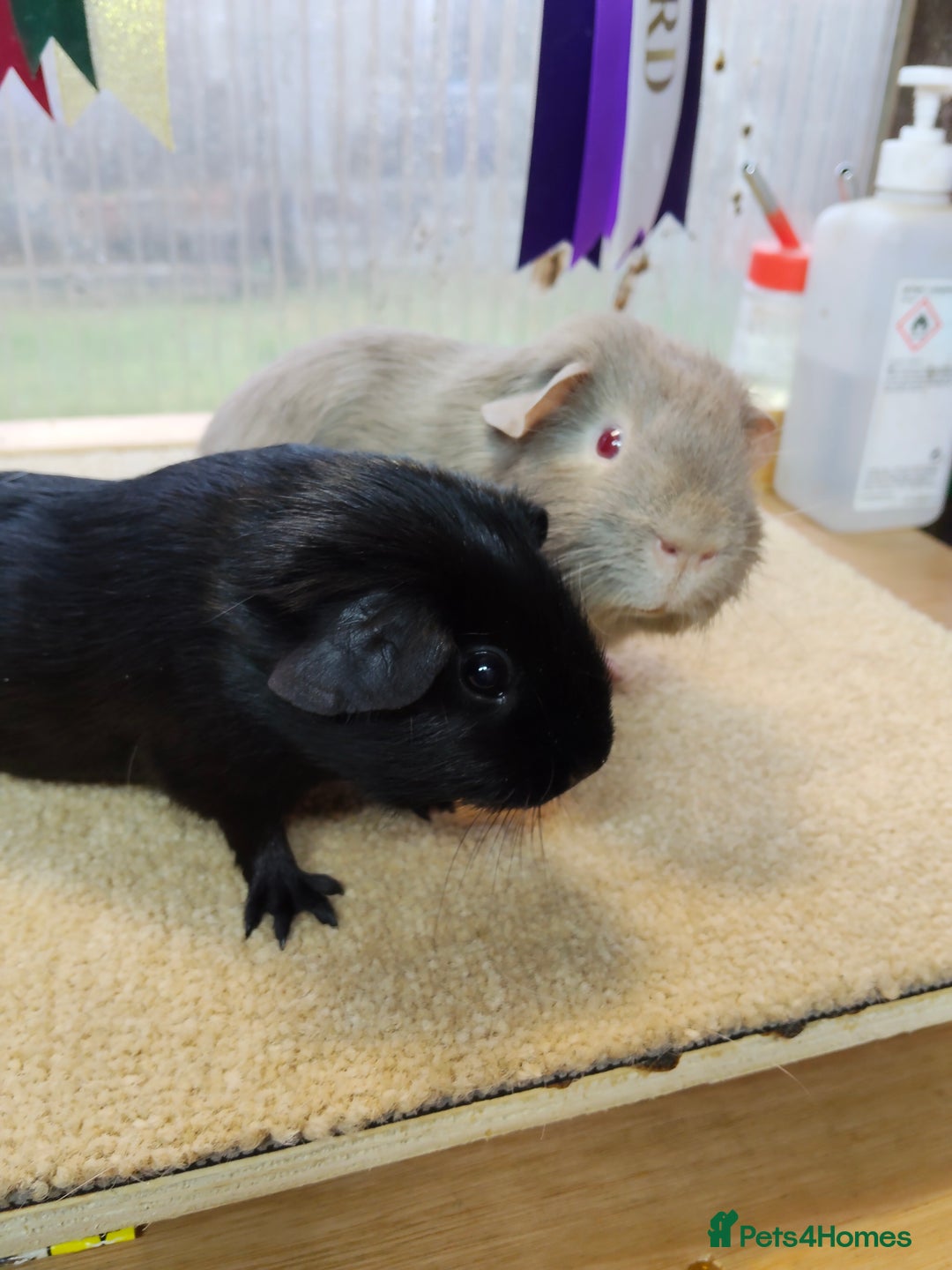Guinea Pig rodents for sale: Guinea pigs for sale  - Image 5