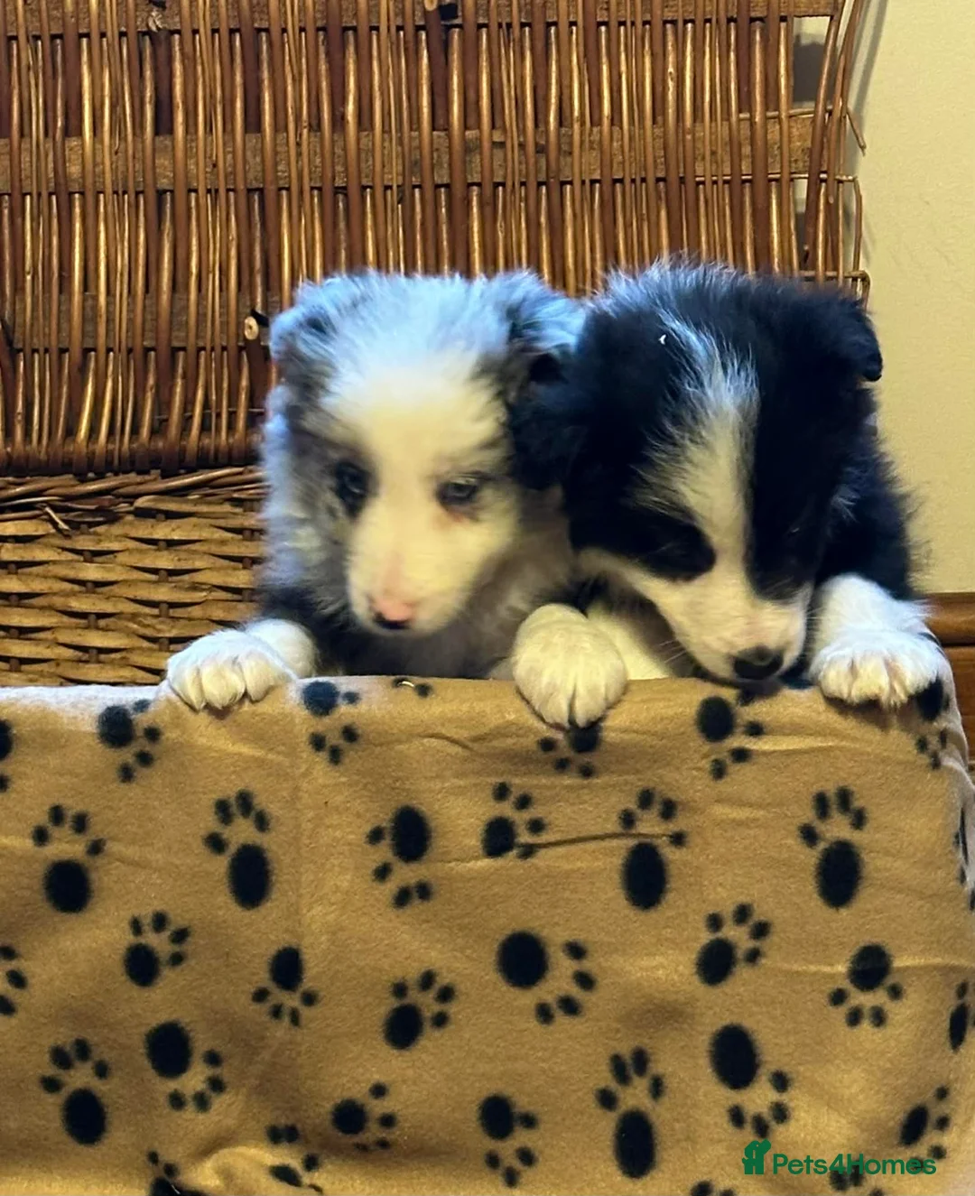 Border Collie dogs for sale: Stunning border collie puppies  - Advert 6