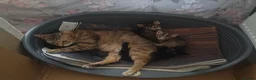 Mixed Breed cats for sale: 4 gorgeous little kitten looking for homes  - Advert 16