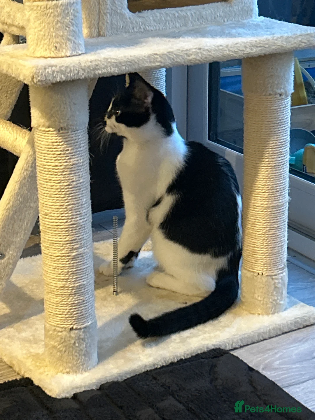 Mixed Breed cats for sale: Oreo  - Advert 1