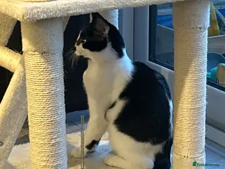 Mixed Breed cats Oreo - Advert 2