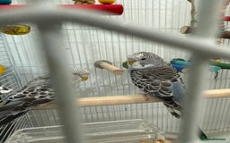 Budgerigars birds for sale: 2 baby budgies  - Image 4