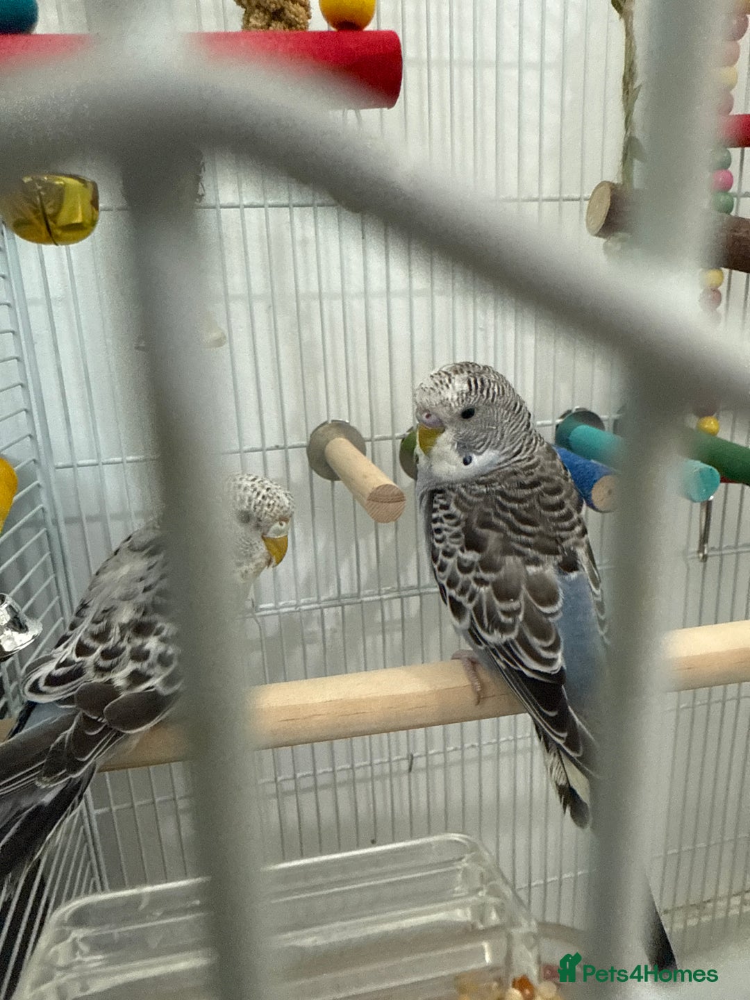 Budgerigars birds for sale: 2 baby budgies  - Image 4