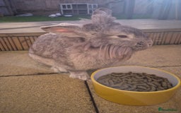 Lionhead rabbits for sale: Mum and daughter - Image 2