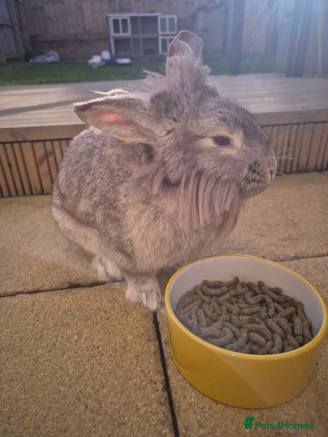 Lionhead rabbits for sale: Mum and daughter - Image 2
