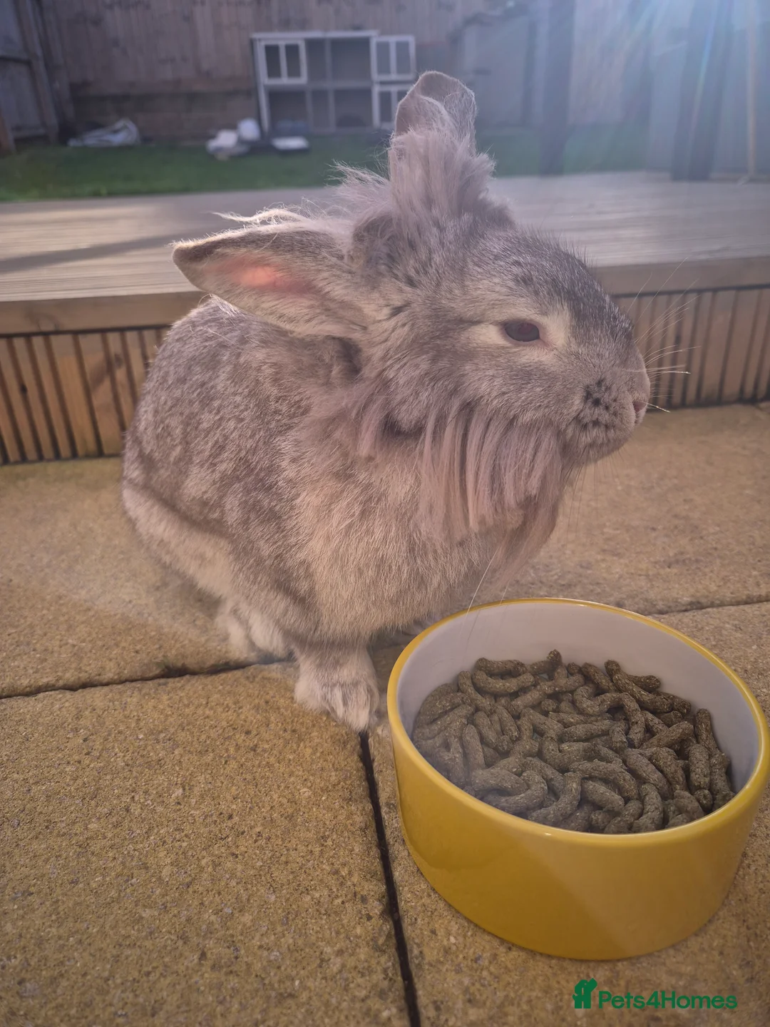 Lionhead rabbits for sale: Mum and daughter - Advert 2