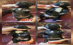 Staffordshire Bull Terrier dogs for sale: KC registered Champions Bloodline Show Quality  - Image 2